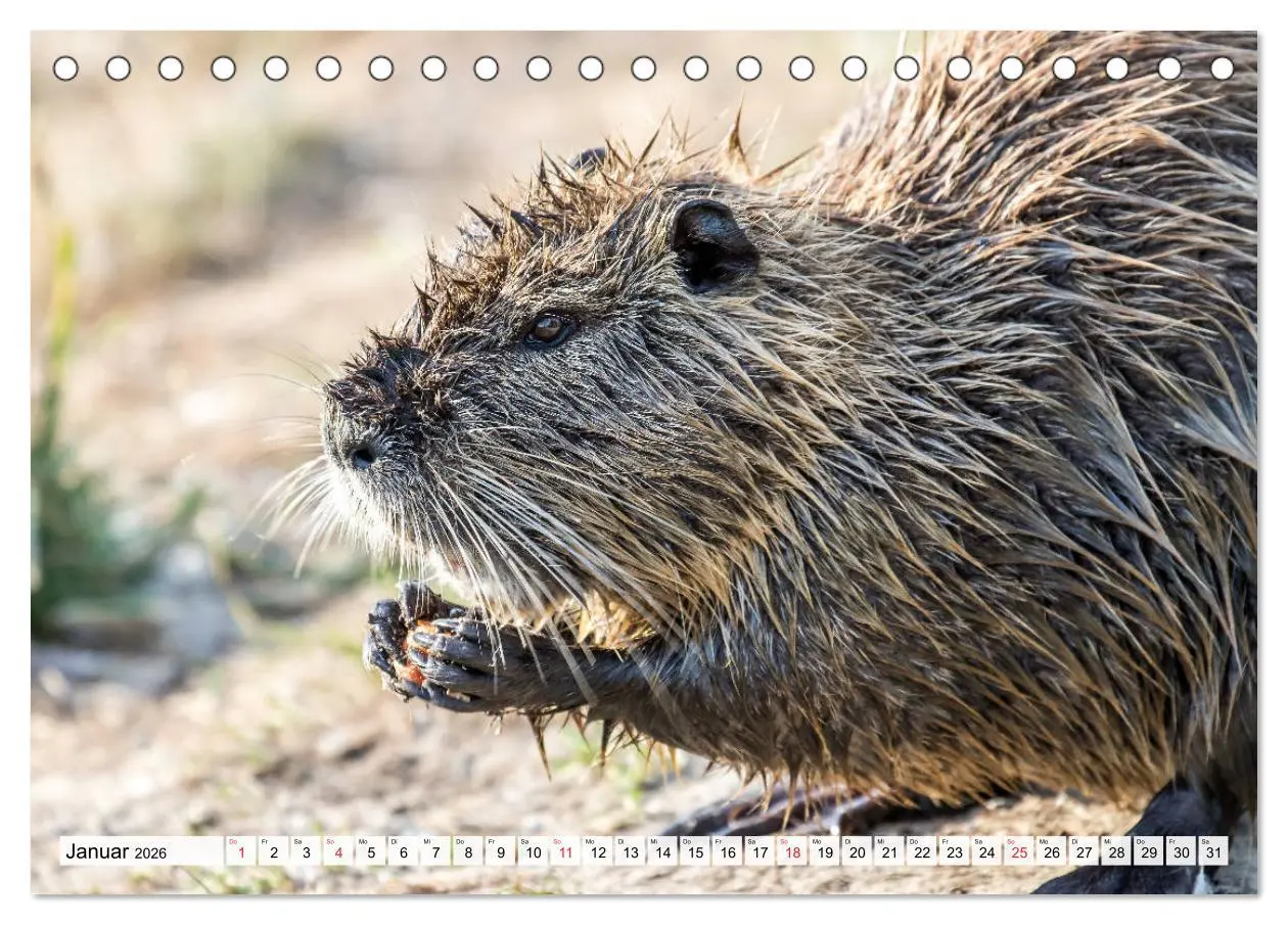 Bild: 9783457824795 | NUTRIA mit Nachwuchs (Tischkalender 2026 DIN A5 quer), CALVENDO...